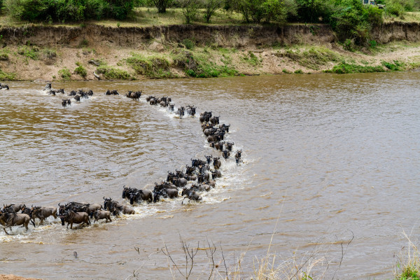 5 Days Midrange Kenyan Safari Tour