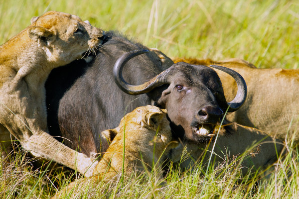 5 Days Tarangire ,Serengeti Ngorongoro Luxury Safari